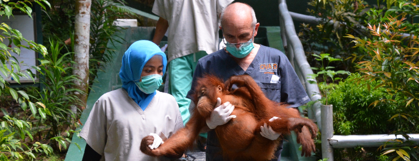 Orangutan Veterinary Aid (OVAID) UK