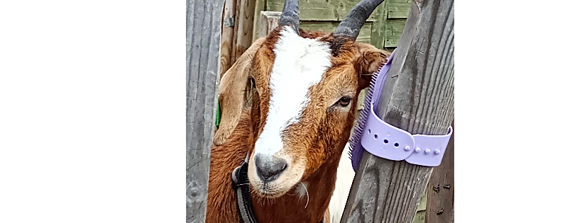Hensell Goat Rescue Care Farm Sutton on Sea