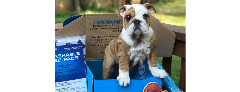 NorCal Bully Breed Rescue