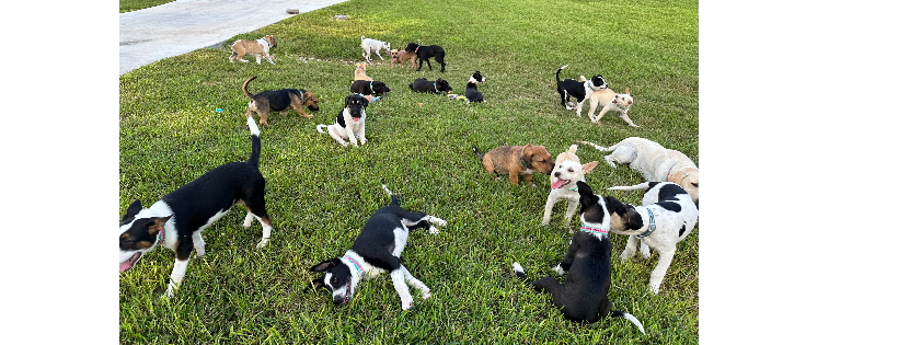 Robbins Rescue  Ranch, Inc.
