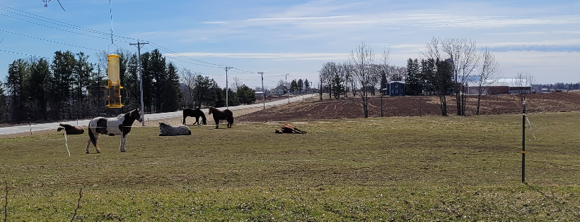 Maple Grove Horse Sanctuary