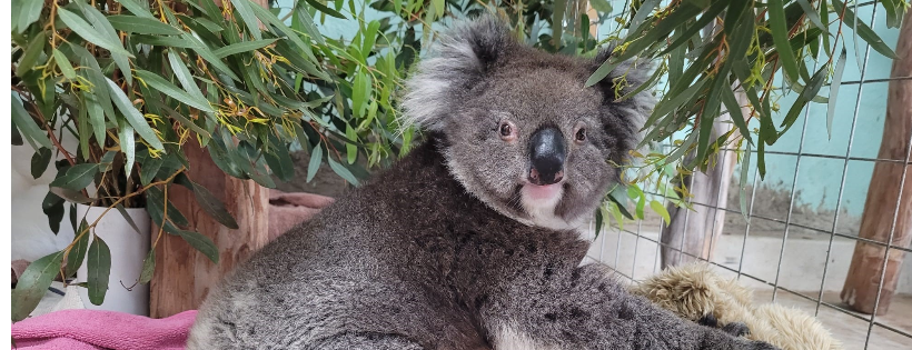 Adelaide Koala and Wildlife Centre