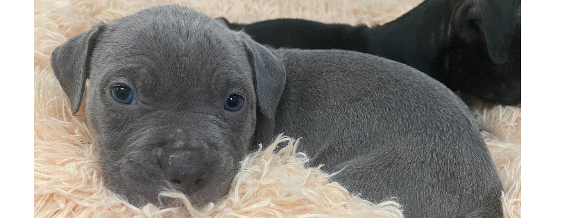 Humane Society of Austin & Travis County