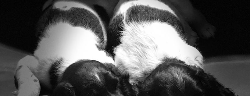Hypo Hounds