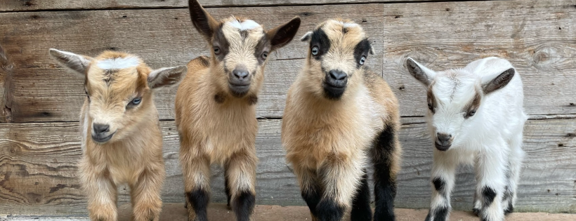 Puget Sound Goat Rescue