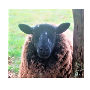 Sunnyside Animals Sanctuary