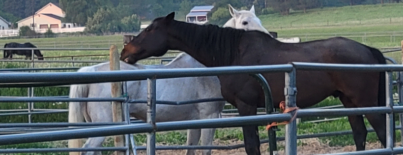 Full Circle Equine Rehabilitation Center