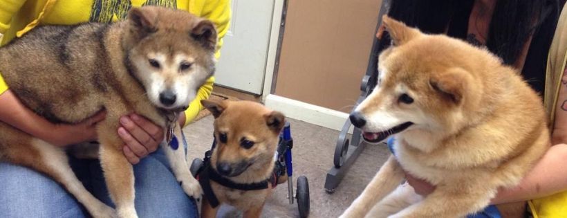 Safe Harbor Animal Rescue