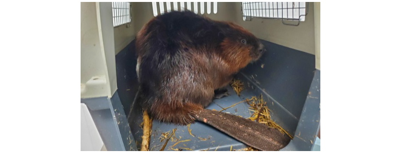 Holly's Haven Wildlife Rescue