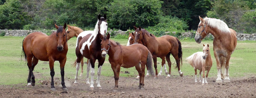 Bergen County Horse Rescue