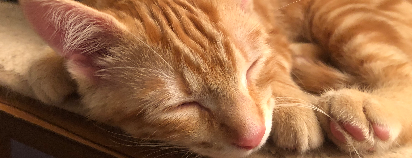 Compassion For Paws