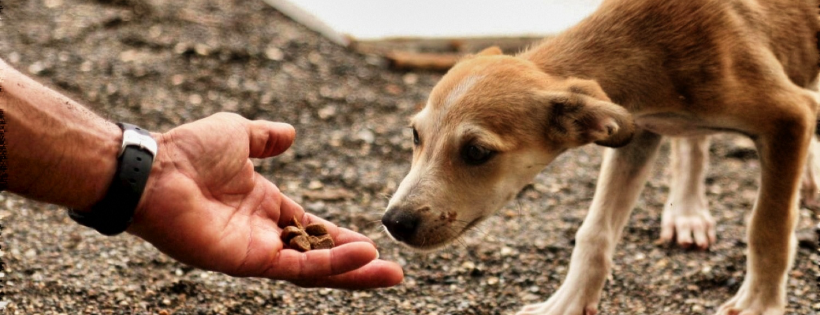 Change For Animals Foundation