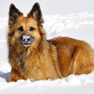 K-9 Rescue Remedy