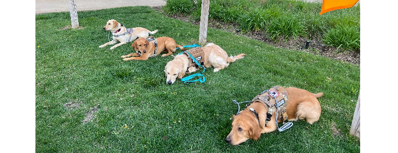 Freedom Paws Service Dogs Foundation