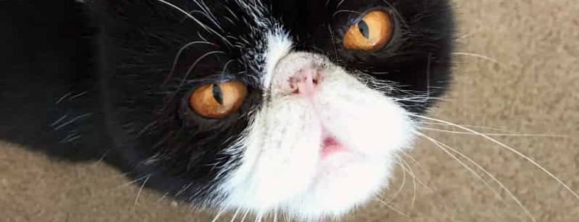 Squishies Flat Faced Animal Rescue Incorporated