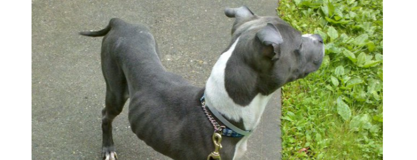 Survivor's Paws Animal Rescue, Inc