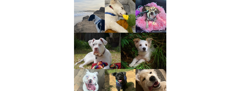 Enchanted Rescue