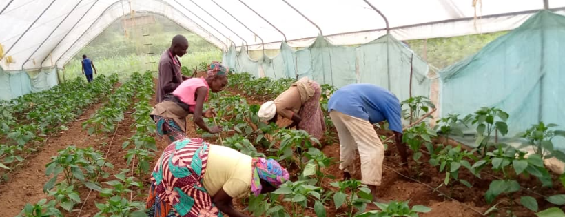 Africa Development Promise