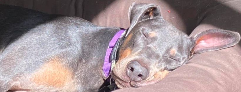 Saving dobermankind