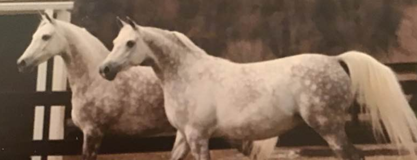 The Arabian Horse Promotional Fund