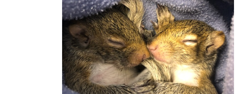 Elizabeth's Wildlife Centre