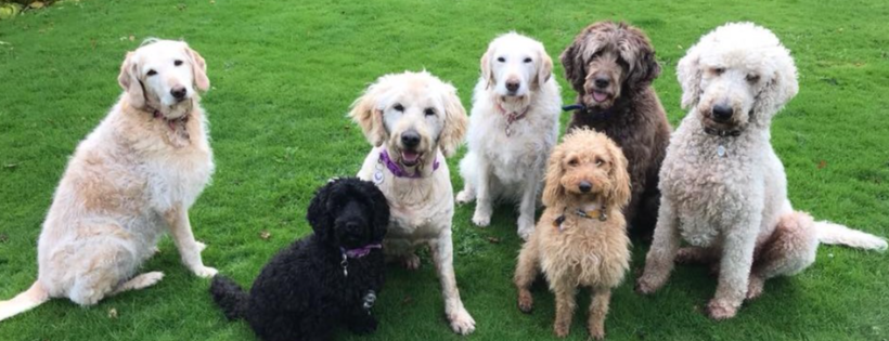 Doodle Trust