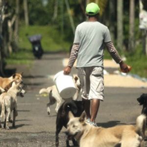 Trustee for  bali dog adoption rehabilitation Center