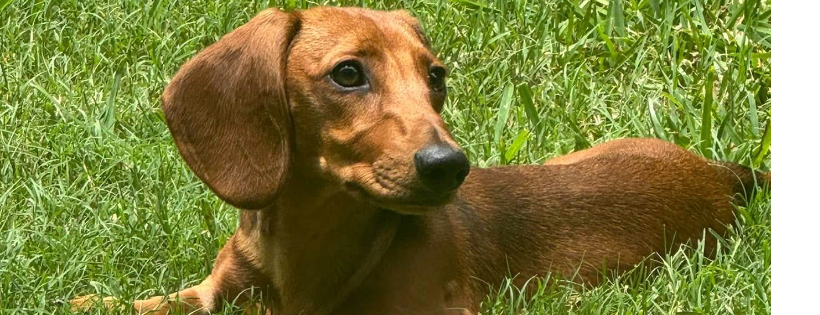 Devoted 2 Dachshunds Rescue Inc