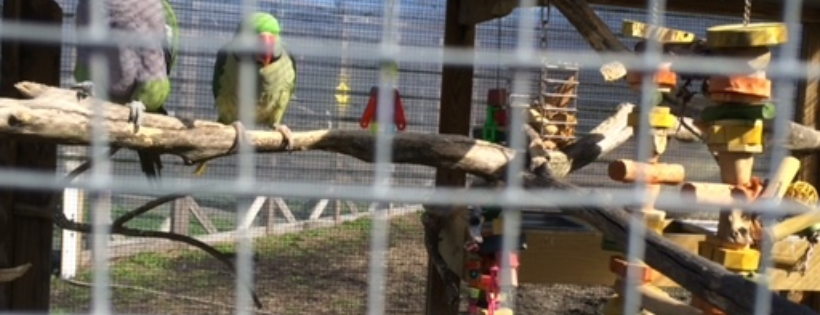 Cape fear parrot sanctuary