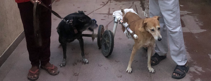 Karma Animal Foundation