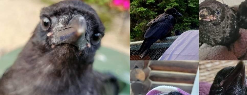 Good Caws Crow Rescue Society