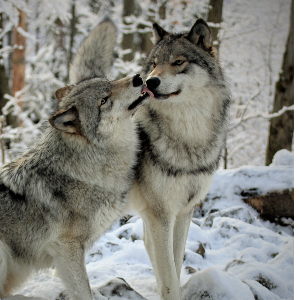 lakota wolf preserve Logo