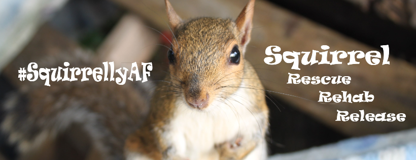 SquirrellyAF Inc