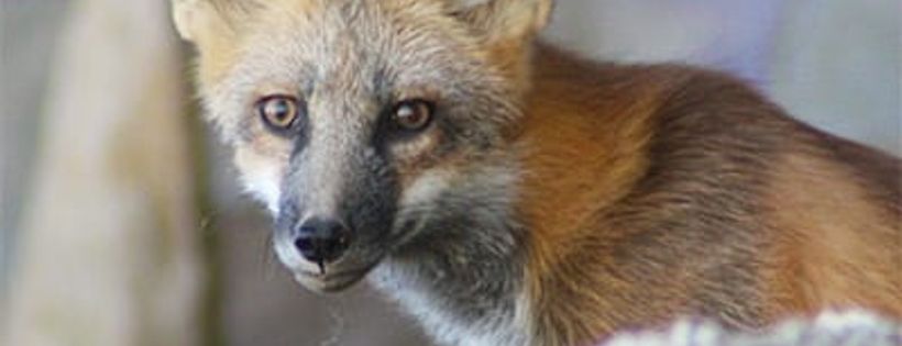 Wild Spirit Wolf Sanctuary