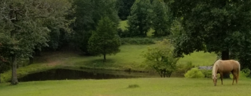 Double Creek Ranch and Rehab
