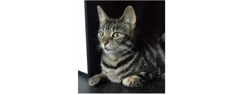 Small Pet & Cat Care Charity