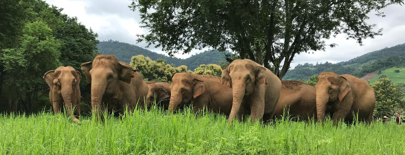 Elephant Nature Park Thailand