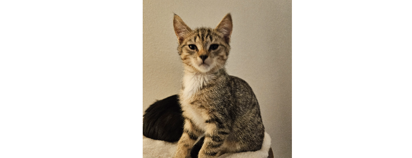 The Kitty Mafia Rescue Las Vegas, NV