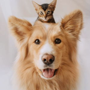 Pest & People Humane Society, Inc. Logo