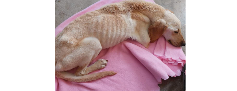 Help for dogs