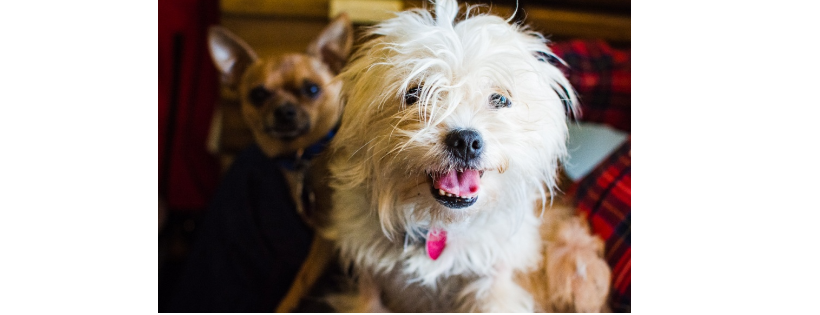 Pet Peace of Mind