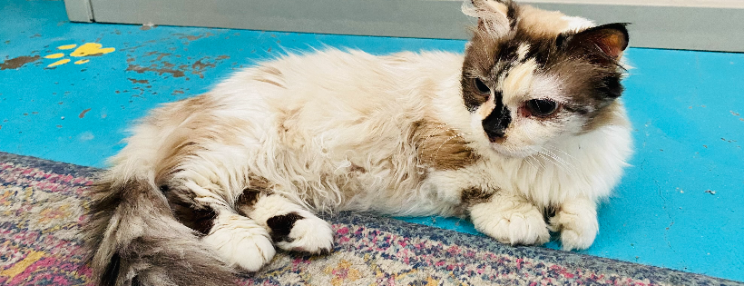 Alpine Humane Society