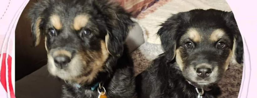 Yavapai Humane Trappers Animal Search and Rescue