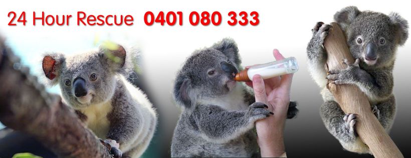 Moreton Bay Koala Rescue