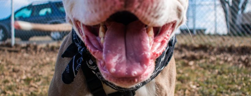 Companion Animal Rescue and Education (CARE)