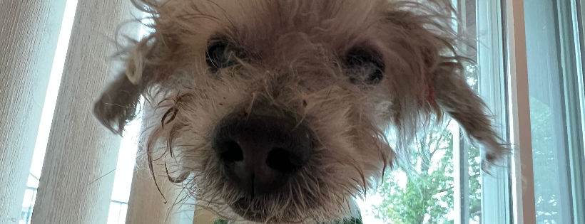 Kane’s Mission - Dog Rescue