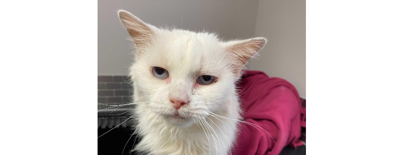SPCA Ouest