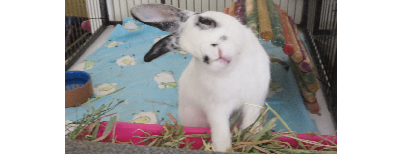 Test rabbit runaway