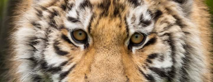 Wildcat Sanctuary