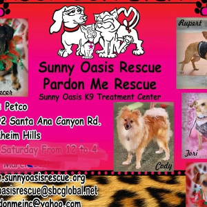 Sunny Oasis Rescue for Dachshund and Friends